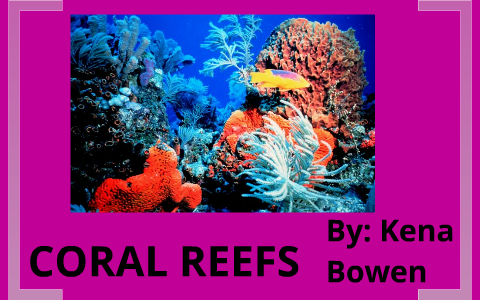 Informational- Coral Reefs by Makena Bowen