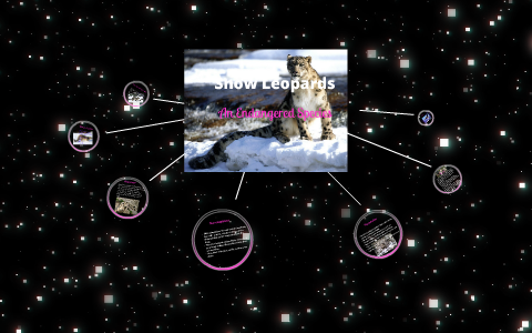 Snow Leopards By Danielle Webster On Prezi