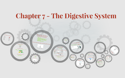 Chapter 7 - The Digestive System by Nico-lee du Plessis