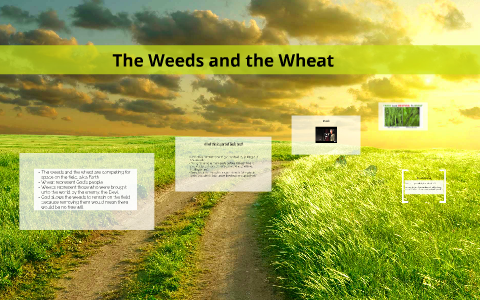 The Weeds and the Wheat by Y F