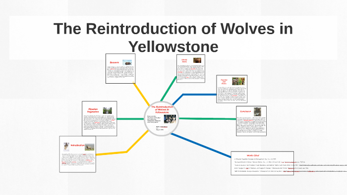 The Reintroduction of Wolves in Yellowstone by Rachel Handshew on Prezi