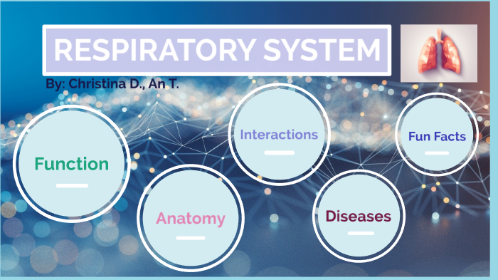 Respiratory System by Christina Do on Prezi