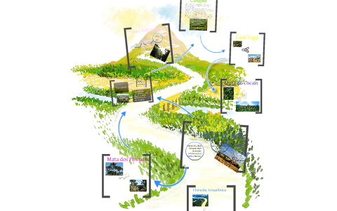 Biomas Brasileiros by Mariana Andersen on Prezi