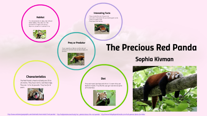 red panda predators and prey