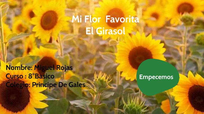 mi planta favorita el girasol by Miguel Rojas tadeo on Prezi Next