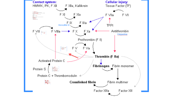 Proteine C en S deficientie by Rodante van der Waal on Prezi