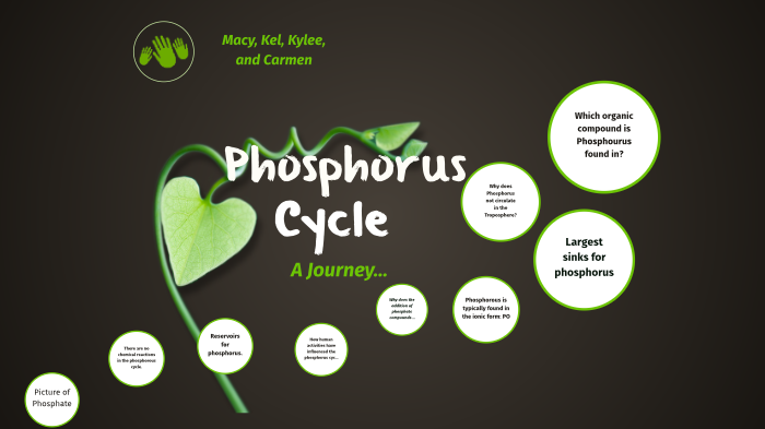 Phosphorus Cycle By Kylee Osburn On Prezi Next