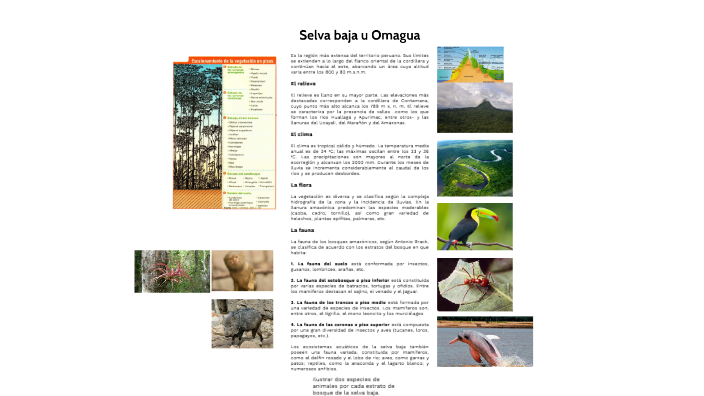 La selva baja by Daniel Perea Vivanco on Prezi