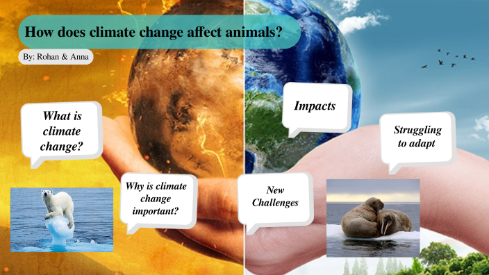 How does climate change affect animals? by Rohan McNally