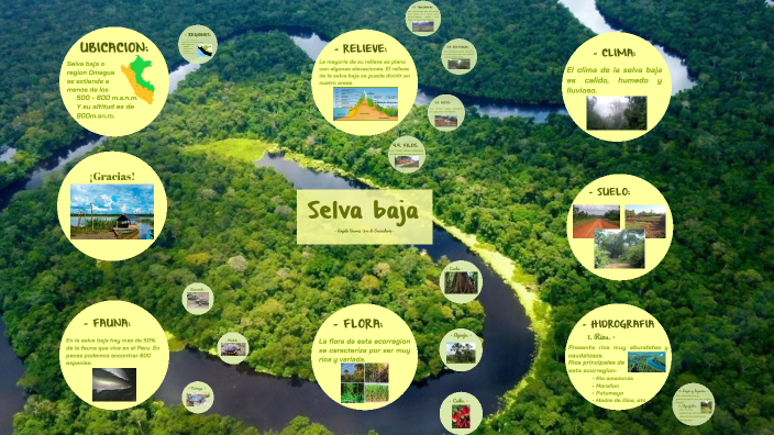 Selva Baja by Angela Suarez on Prezi