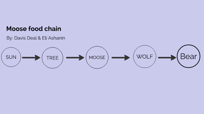 Moose food chain by Eli Davis Ashanin Deal on Prezi