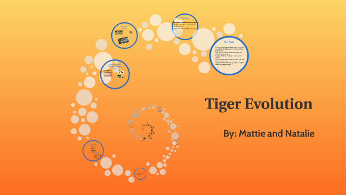 Tiger Evolution by Natalie Teat on Prezi