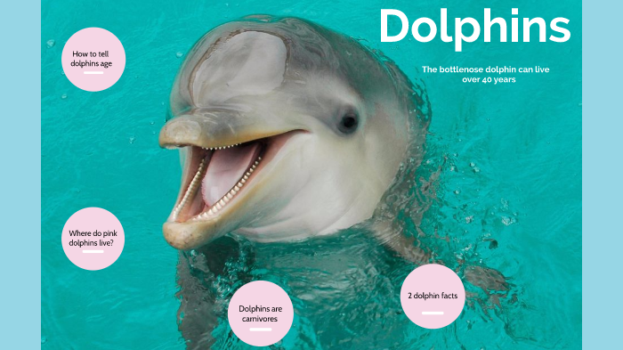 bottlenose dolphin facts