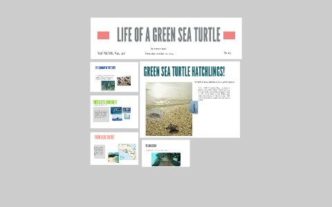 GREEN SEA TURTLES by Avery Cmiel on Prezi
