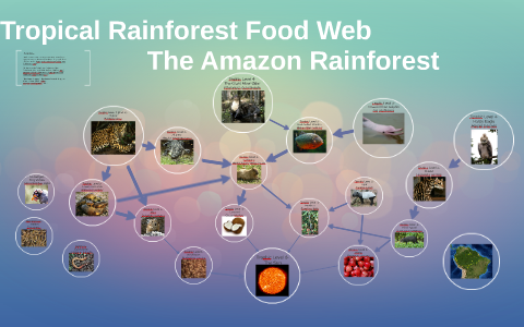 Tropical Rainforest Food Web By Laura Mock