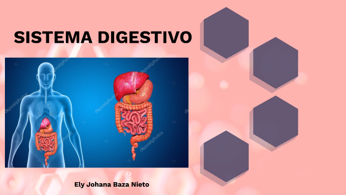 Sistema Digestivo By Ely Johana Baza Nieto On Prezi