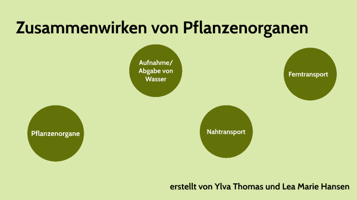 Zusammenwirken der Pflanzenorgane by Lea Marie Hansen on Prezi