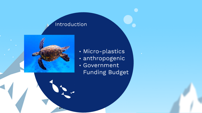 Sea turtles by Jacob Deitsch on Prezi