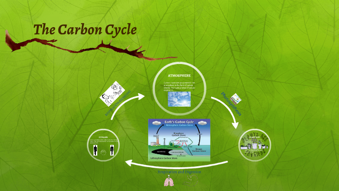 The Carbon Cycle by Alisa B on Prezi