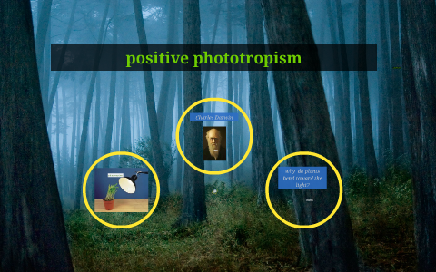 positive phototropism by taija friesen