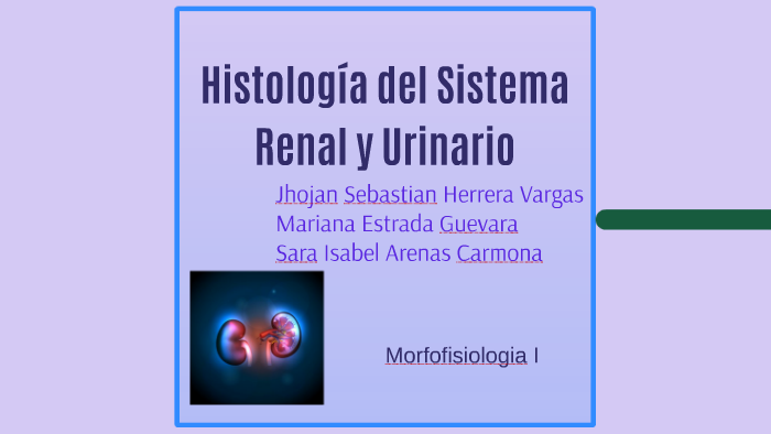 Histología del Sistema Renal y Urinario by Sara Arenas on Prezi