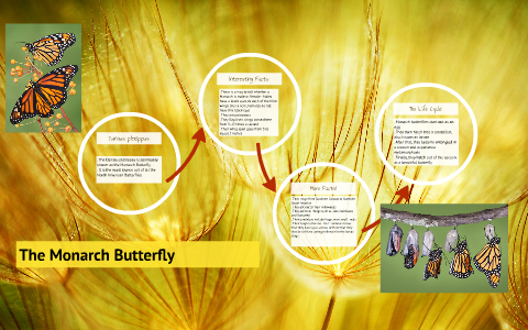 The Life Cycle of a Butterfly by