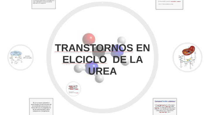 TRANSTORNOS EN EL CICLO DE LA UREA by Hernán Felipe Serna on Prezi