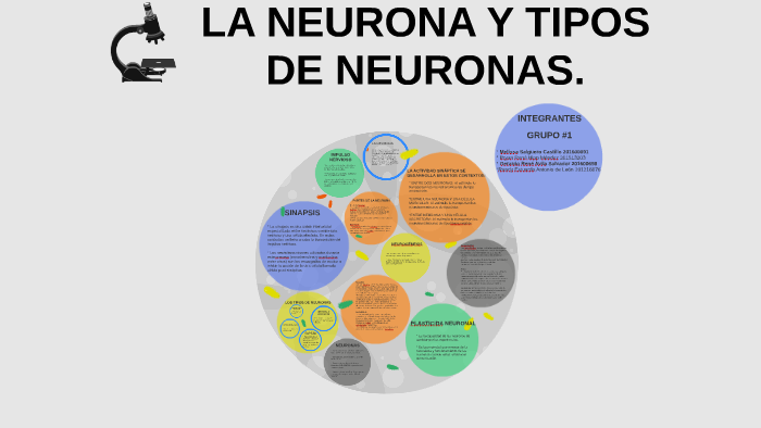 La Neurona Y Tipos De Neuronas By Bryan Hipp On Prezi 4481