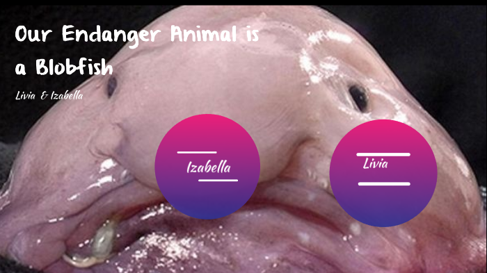 Why are Blob Fish endangered? by E I