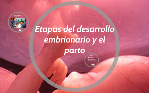 Etapas del desarrollo embrionario y el parto by Elissa Ramirez on Prezi