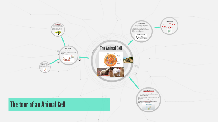 The tour of an Animal Cell by on Prezi