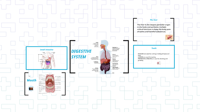 digestive system by on Prezi