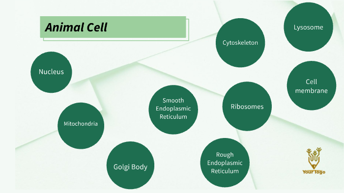 Animal cell by Kimberly Garcia on Prezi