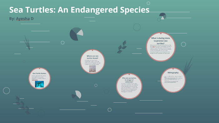 The Sea Turtle: An Endangered Species by Ayesha D on Prezi