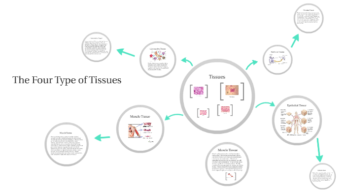 The Four Type of Tissues by Sabdi Serrano on Prezi