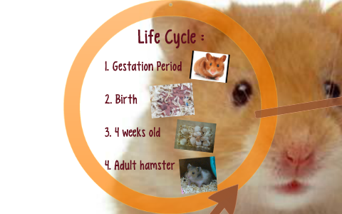 Life Cycle of Teddy Bear Hamsters - Pet Ponder