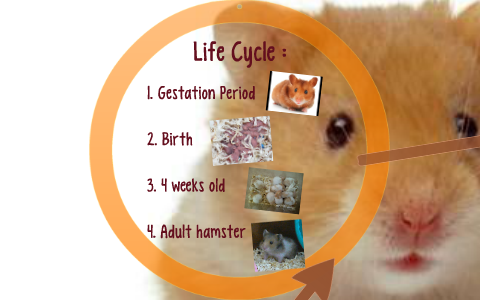 Life Cycle of a Hamster by Johanna Iline