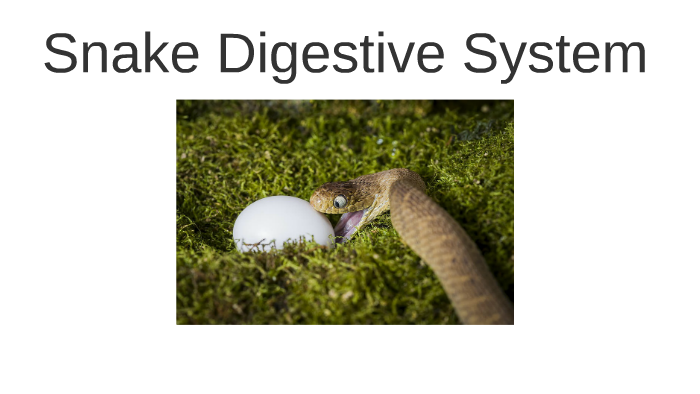 Snake Digestive System by Ezra Haddock on Prezi