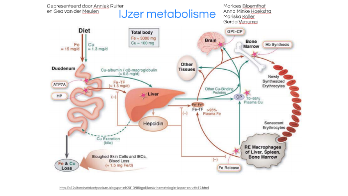 IJzermetabolisme by Gea van der Meulen on Prezi