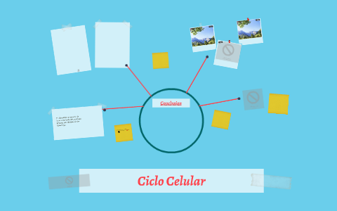 Ciclo Celular by nubia martinez on Prezi
