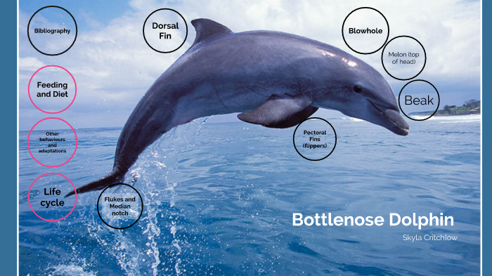 Bottlenose Dolphin by skyla Critchlow on Prezi
