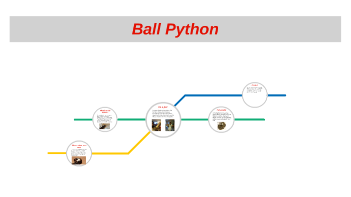 Ball Python Learning What is a ball python? by karl verley on Prezi