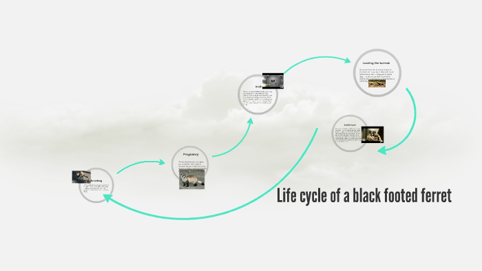 Life Cycle Of A Black Footed Ferret By Alexis Madden On Prezi 6182