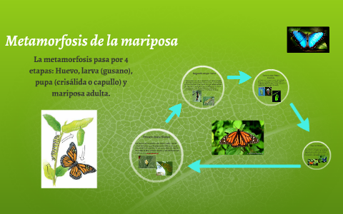 etapas de la metamorfosis de la mariposa