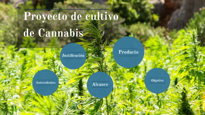 Proyecto De Cultivo De Cannabis By Diego Matheu On Prezi 3044