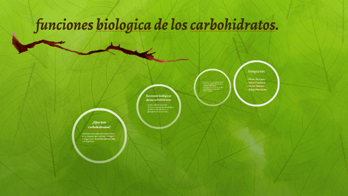 Funciones De Los Carbohidratos 1737