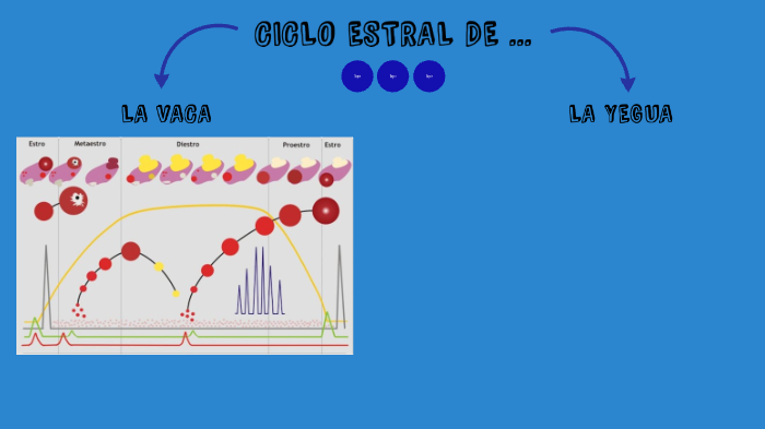 Ciclo Estral De La Vaca Y La Yegua By Blanca García Tolosa On Prezi 0444