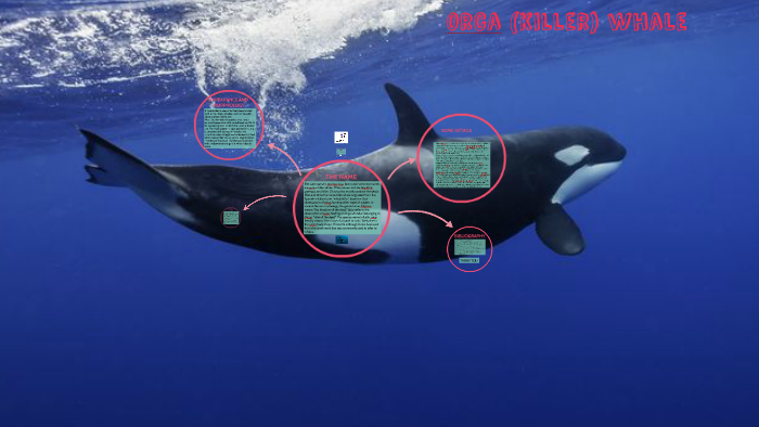 orca whale by on Prezi