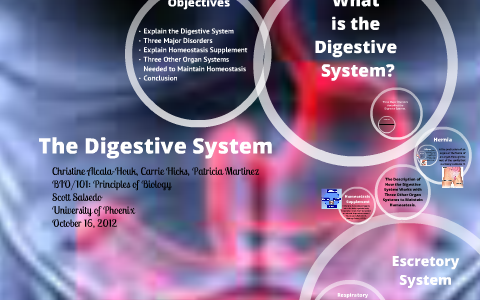 The Digestive System by Christine Houk on Prezi