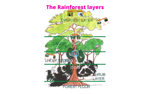 The Rainforest layers by Elliott Bennett